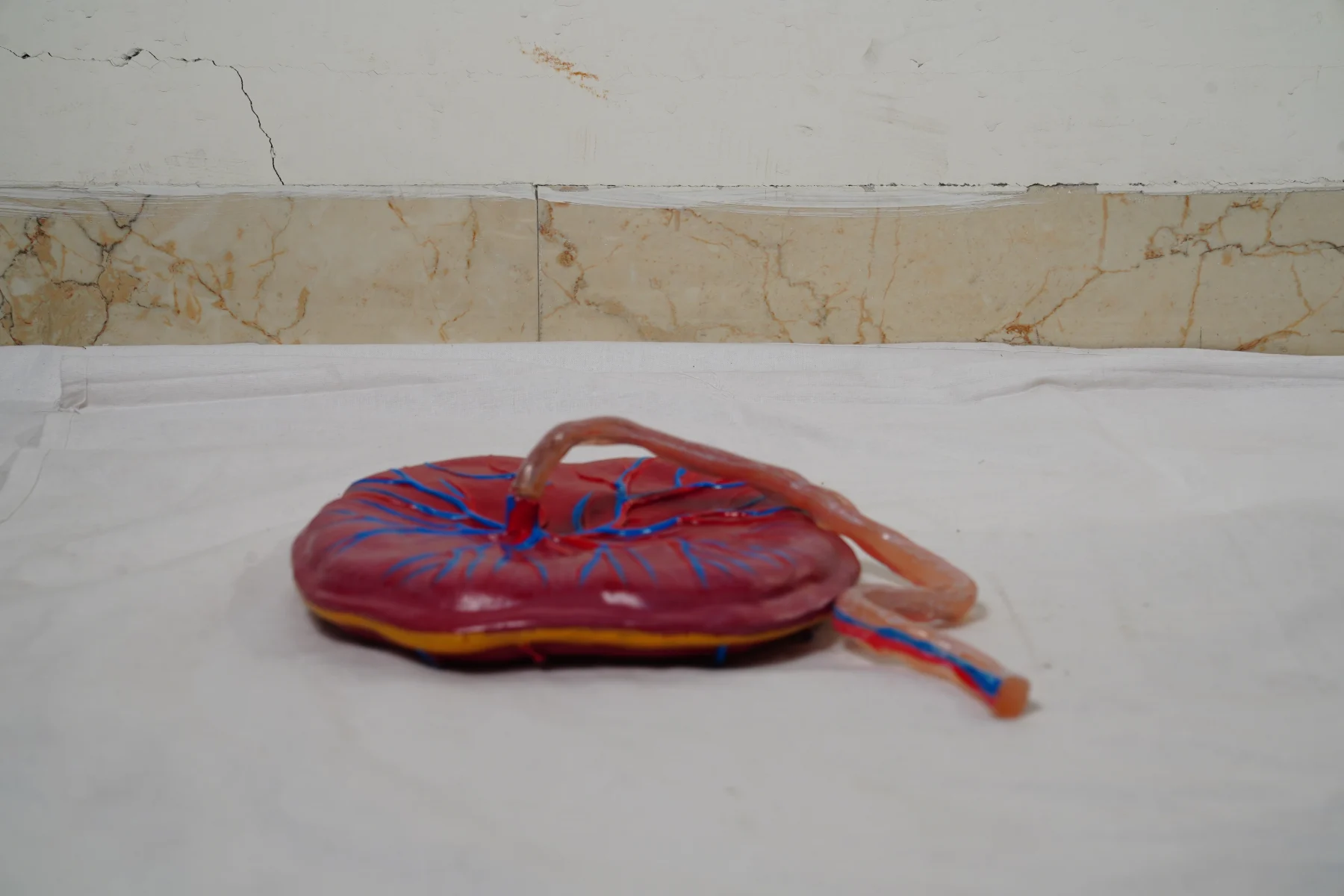 Human Placenta Model With Cord thumbnail 2