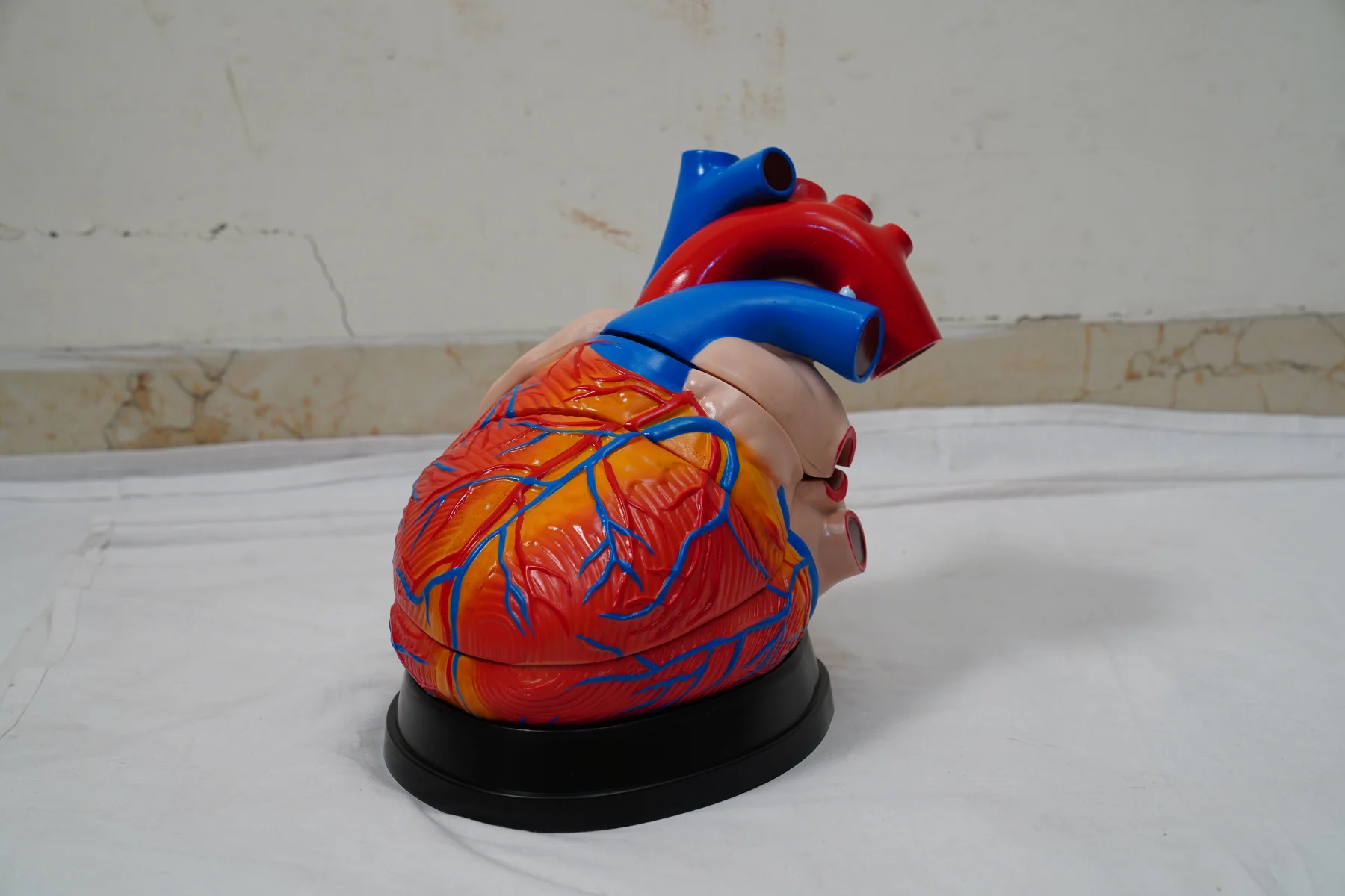 Jumbo Heart Model thumbnail 4