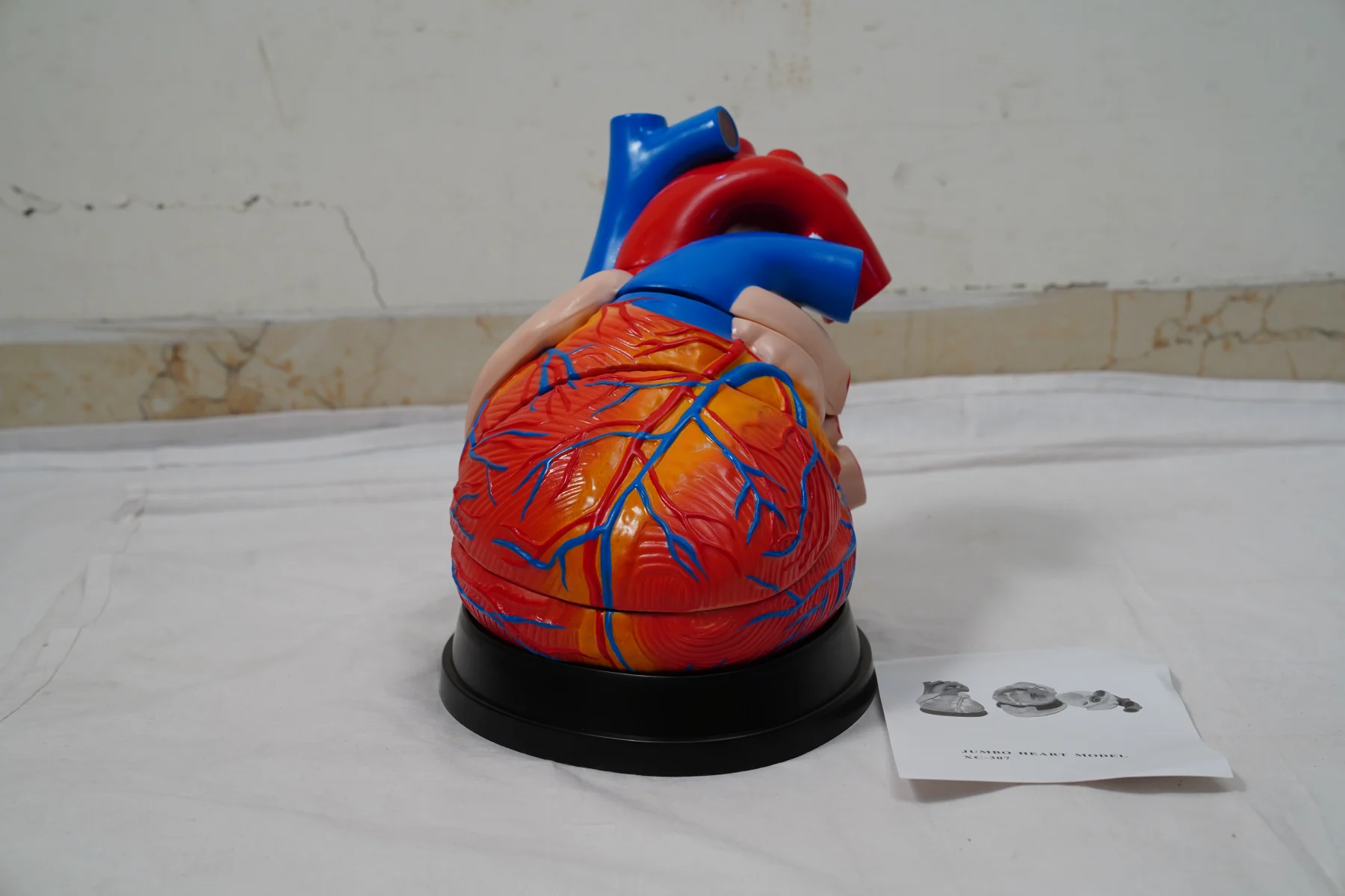 Jumbo Heart Model thumbnail 2
