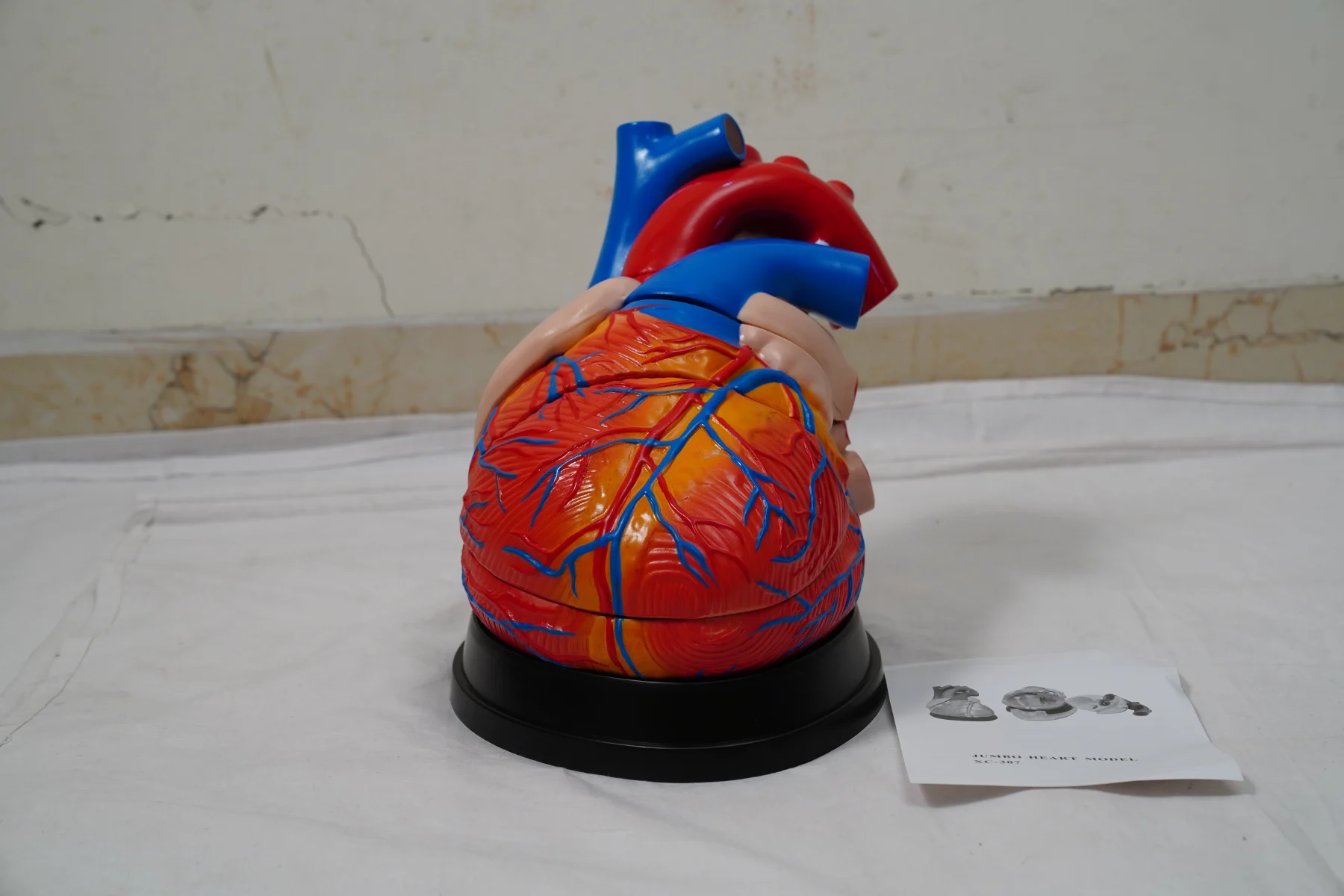 Jumbo Heart Model thumbnail 3