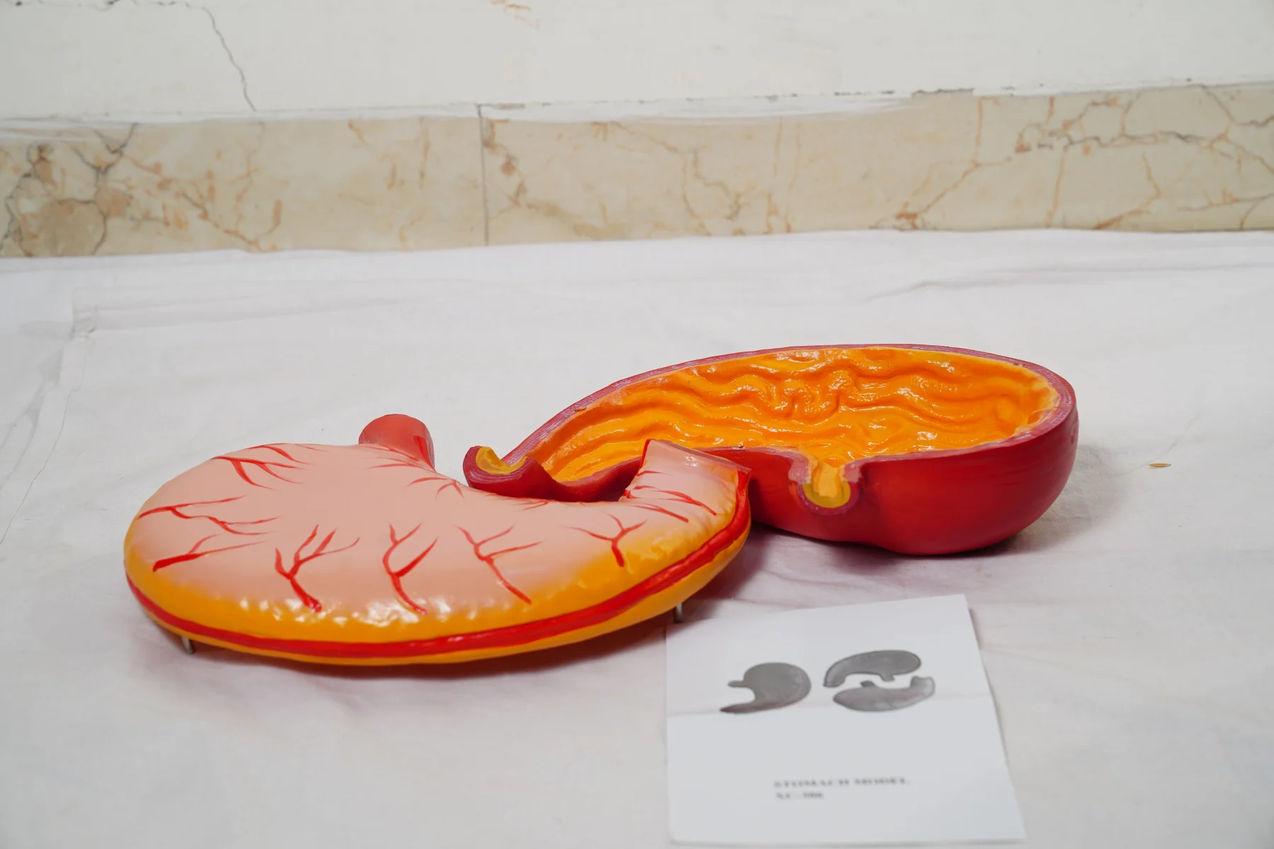 Stomach Model