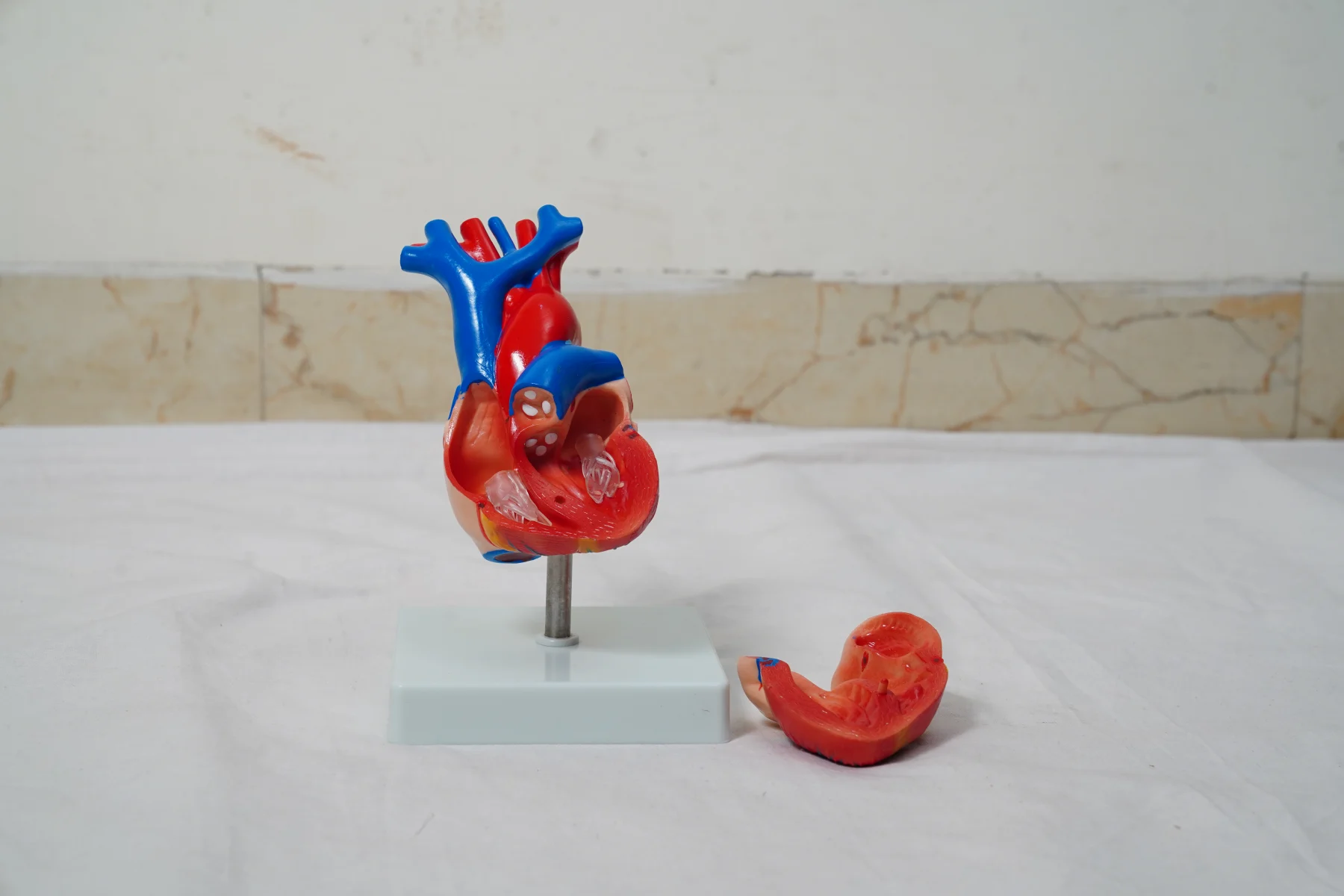 Life Size Heart Model thumbnail 3