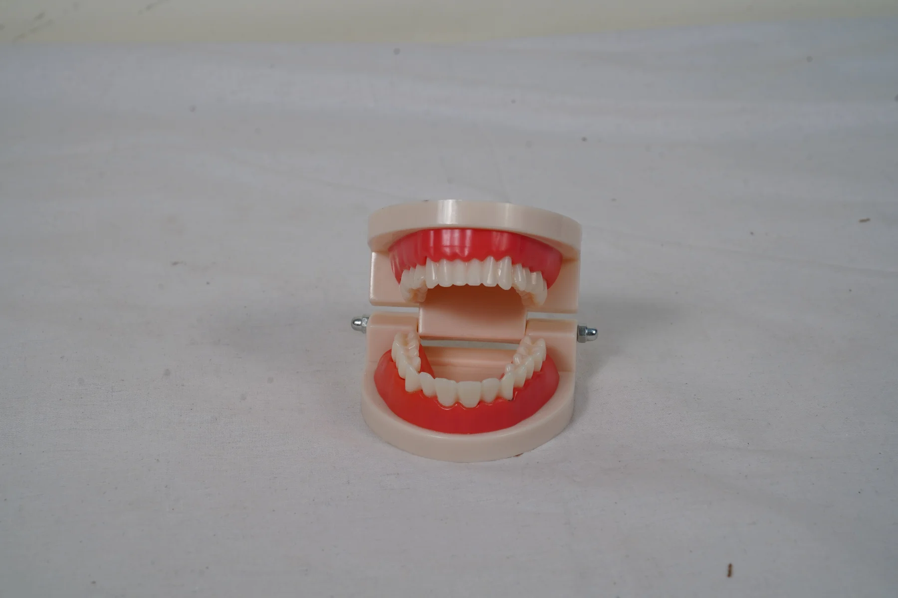 Dental Care Model 28 Teeth thumbnail 3