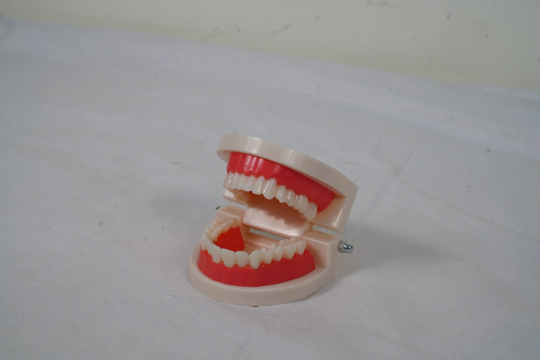 Dental Care Model 28 Teeth thumbnail 4