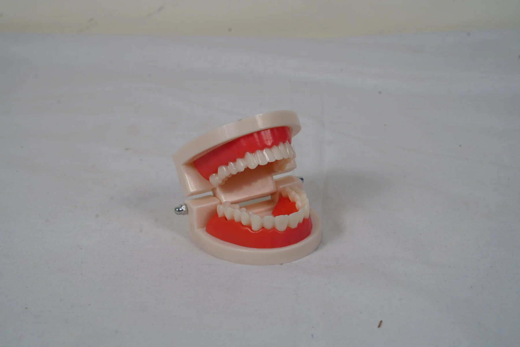Dental Care Model 28 Teeth thumbnail 5