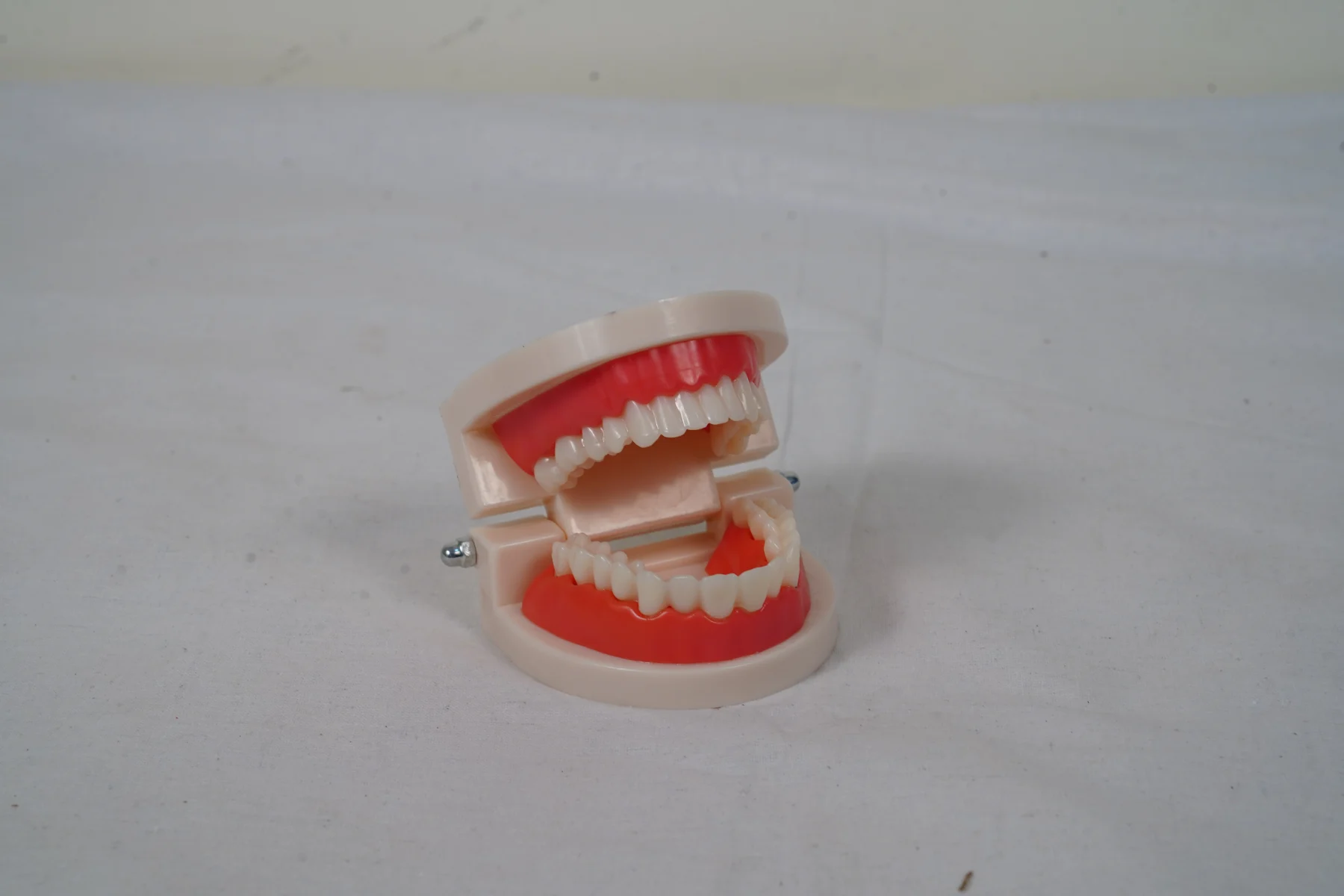 Dental Care Model 28 Teeth thumbnail 6