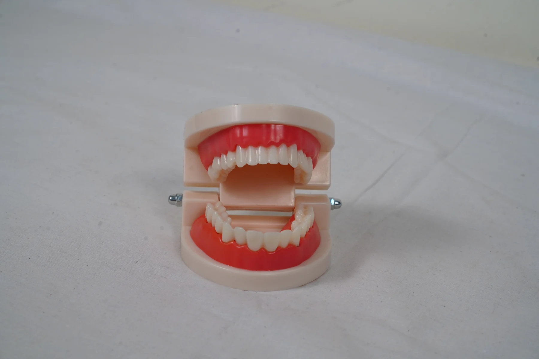 Dental Care Model 28 Teeth thumbnail 7