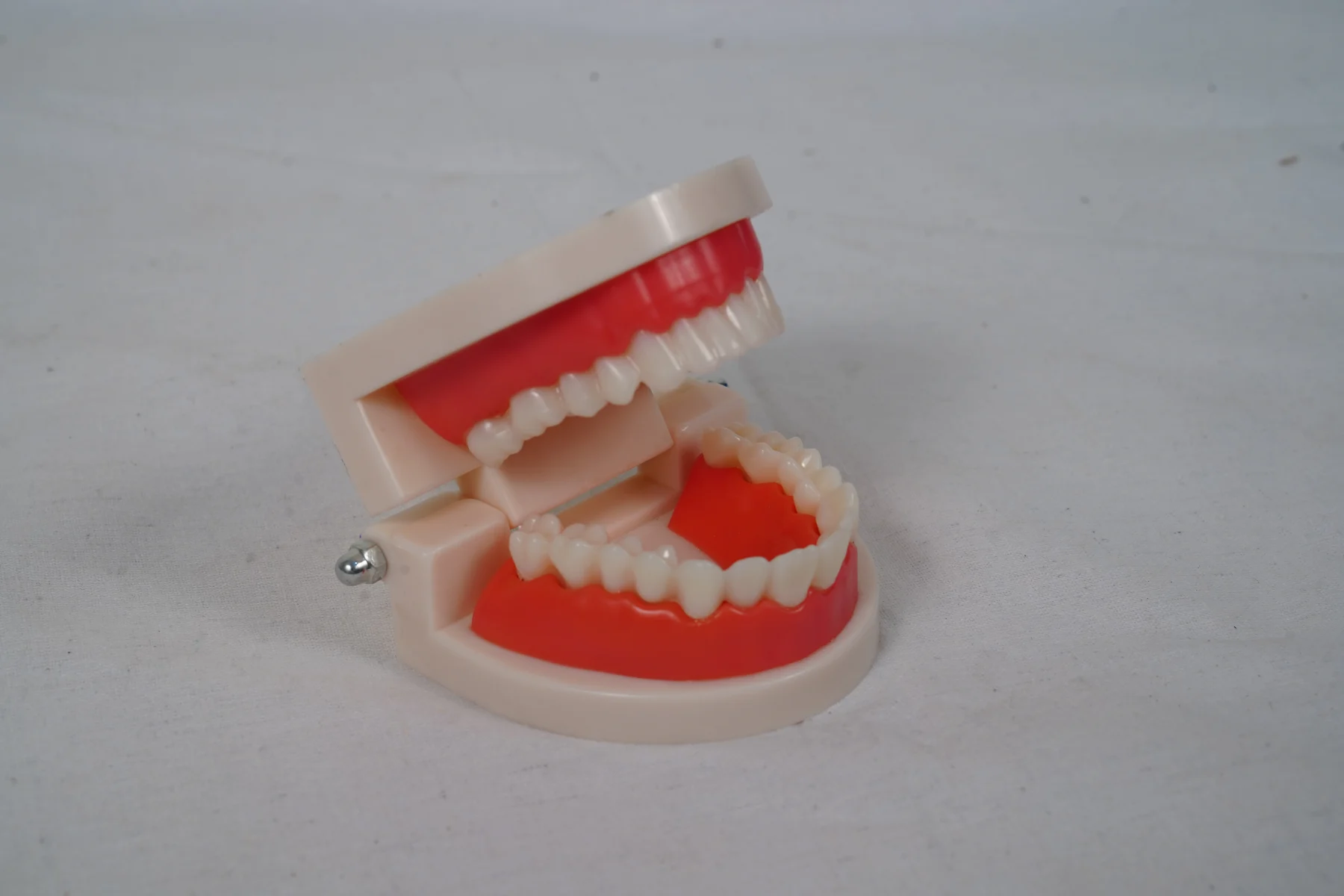Dental Care Model 28 Teeth thumbnail 8