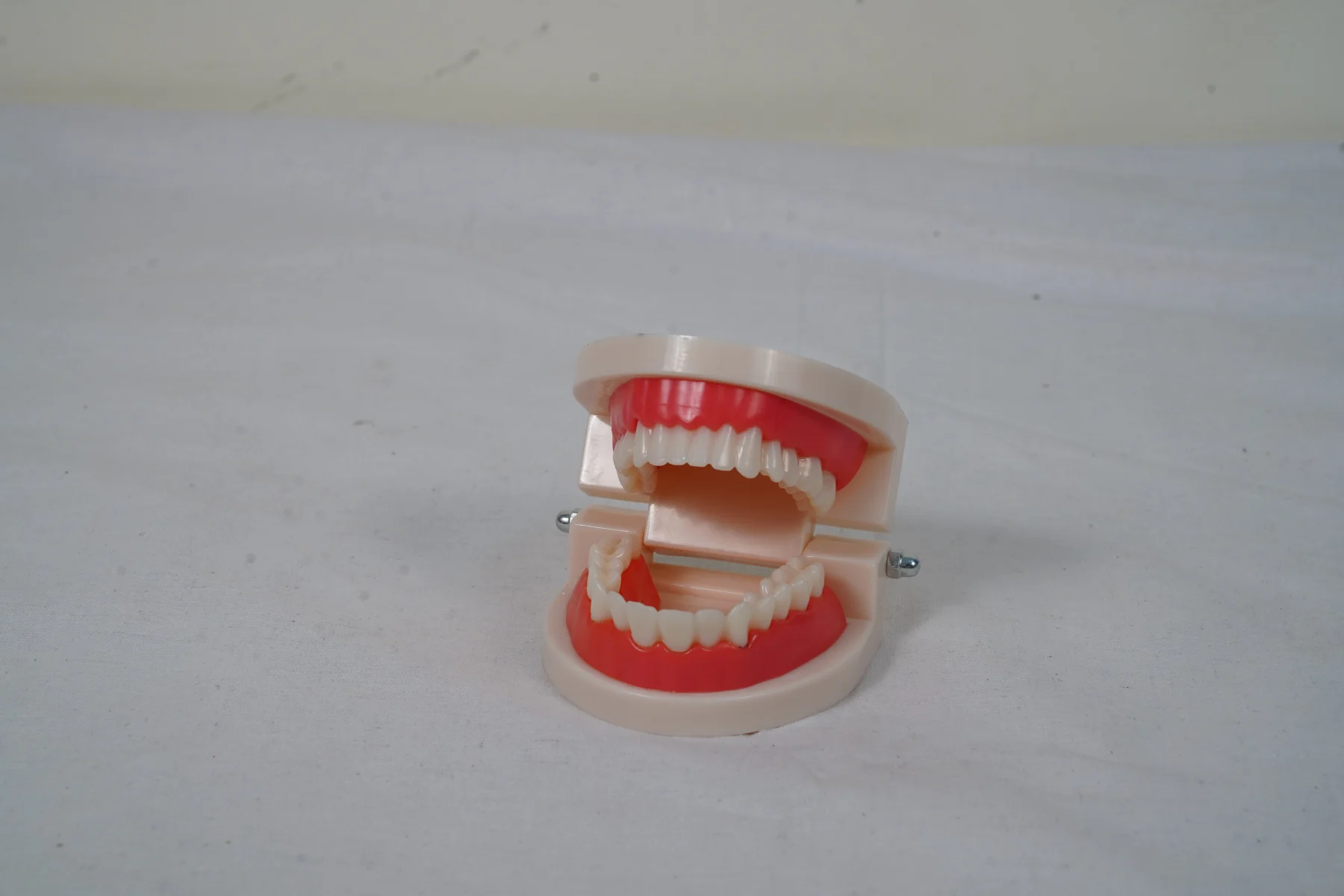 Dental Care Model 28 Teeth thumbnail 2