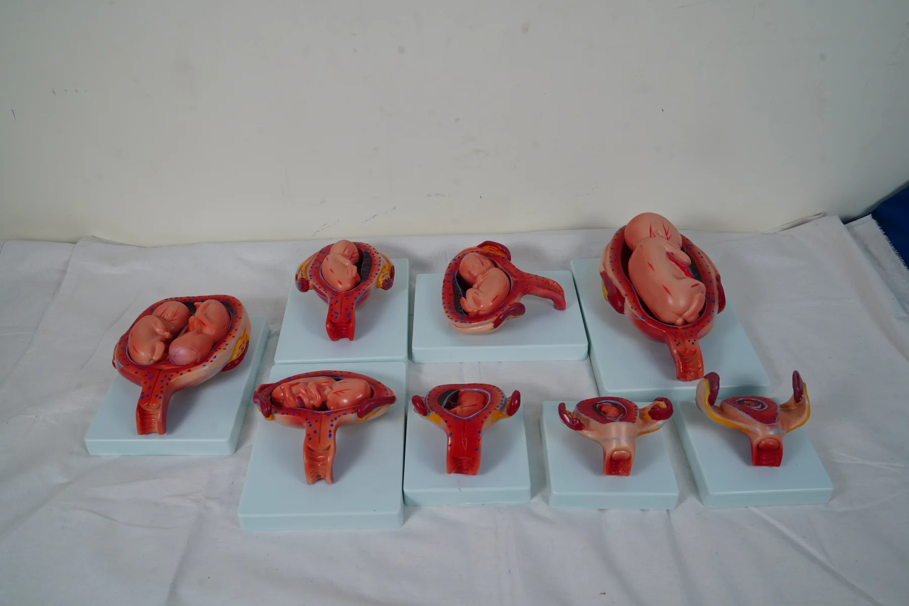 The Development Process for Fetus (Half Size) thumbnail 2