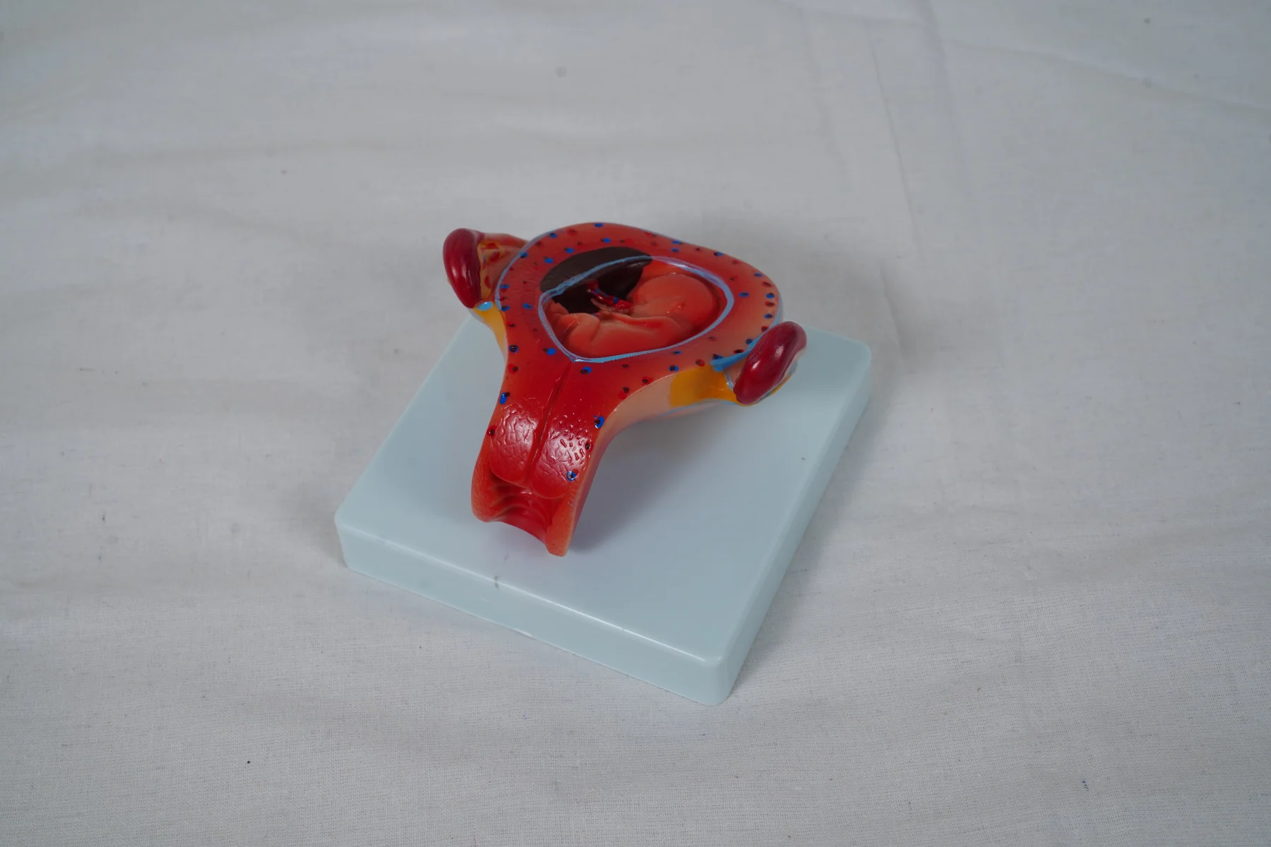 The Development Process for Fetus (Half Size) thumbnail 18