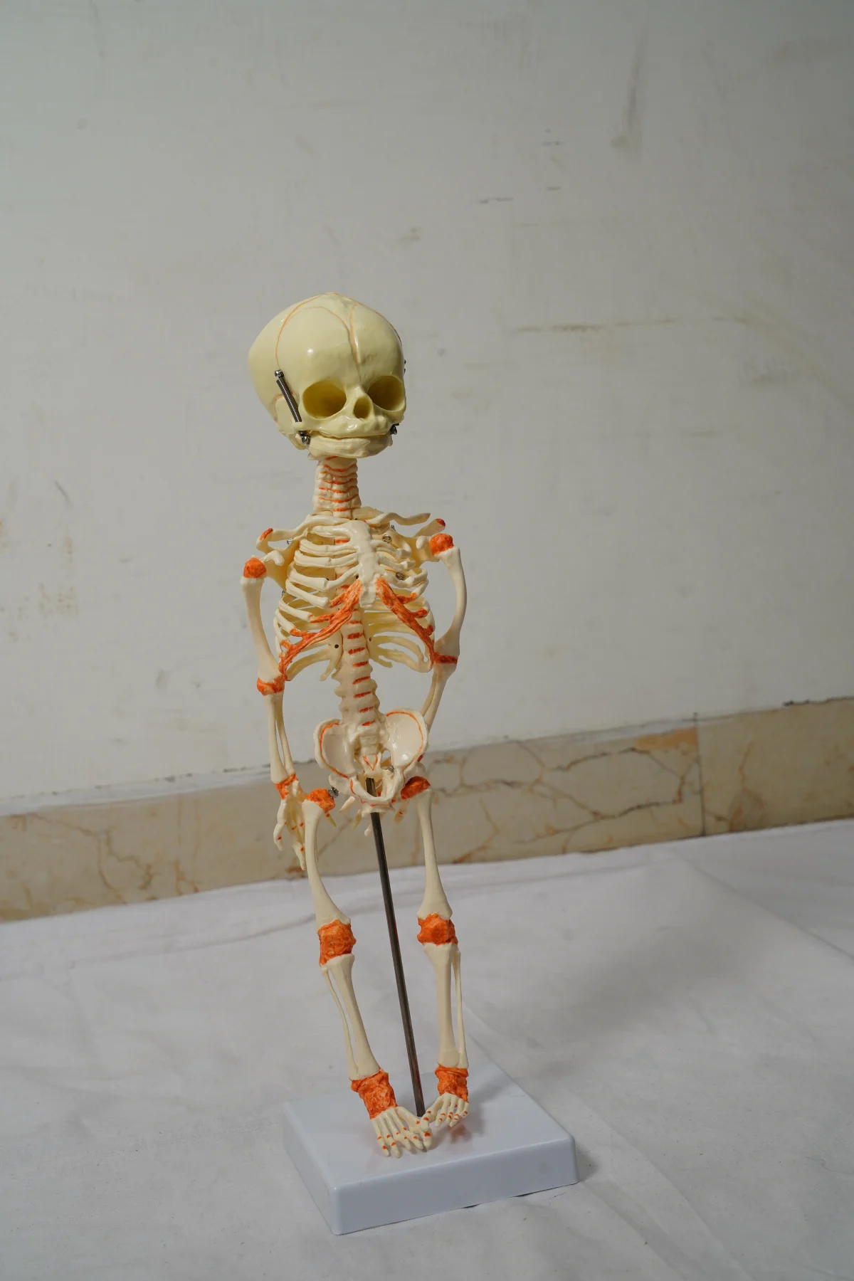 Fetus Skeleton Model thumbnail 5
