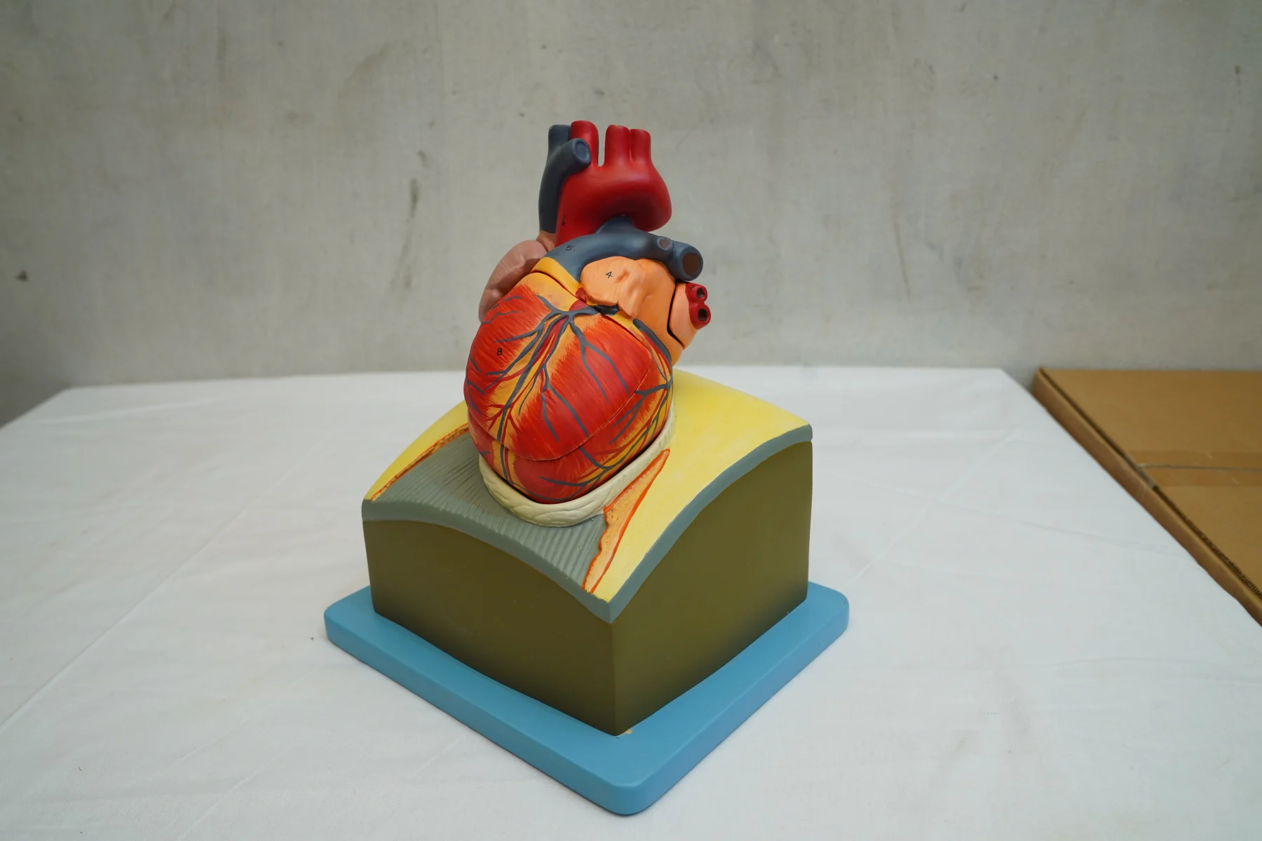 Heart On Diaphragm Model thumbnail 3