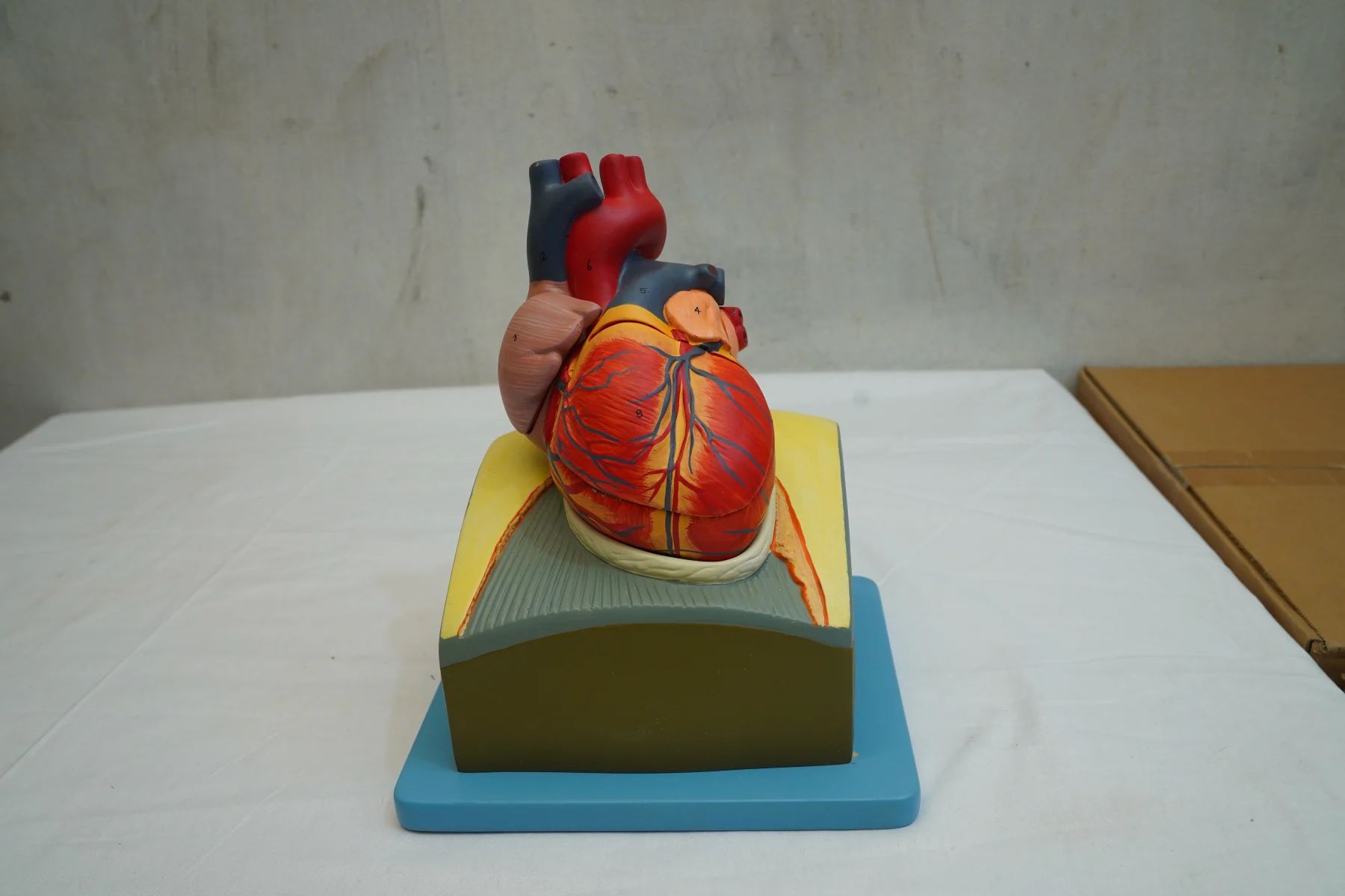 Heart On Diaphragm Model thumbnail 2