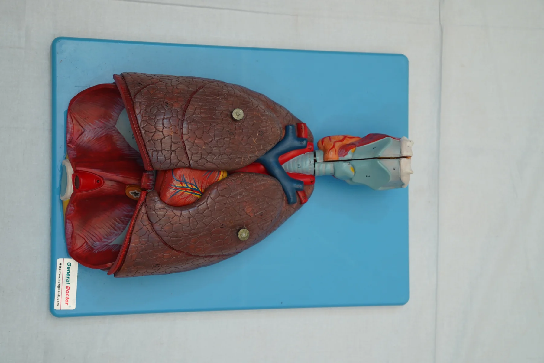 Respiratory System Model 7 Parts thumbnail 5