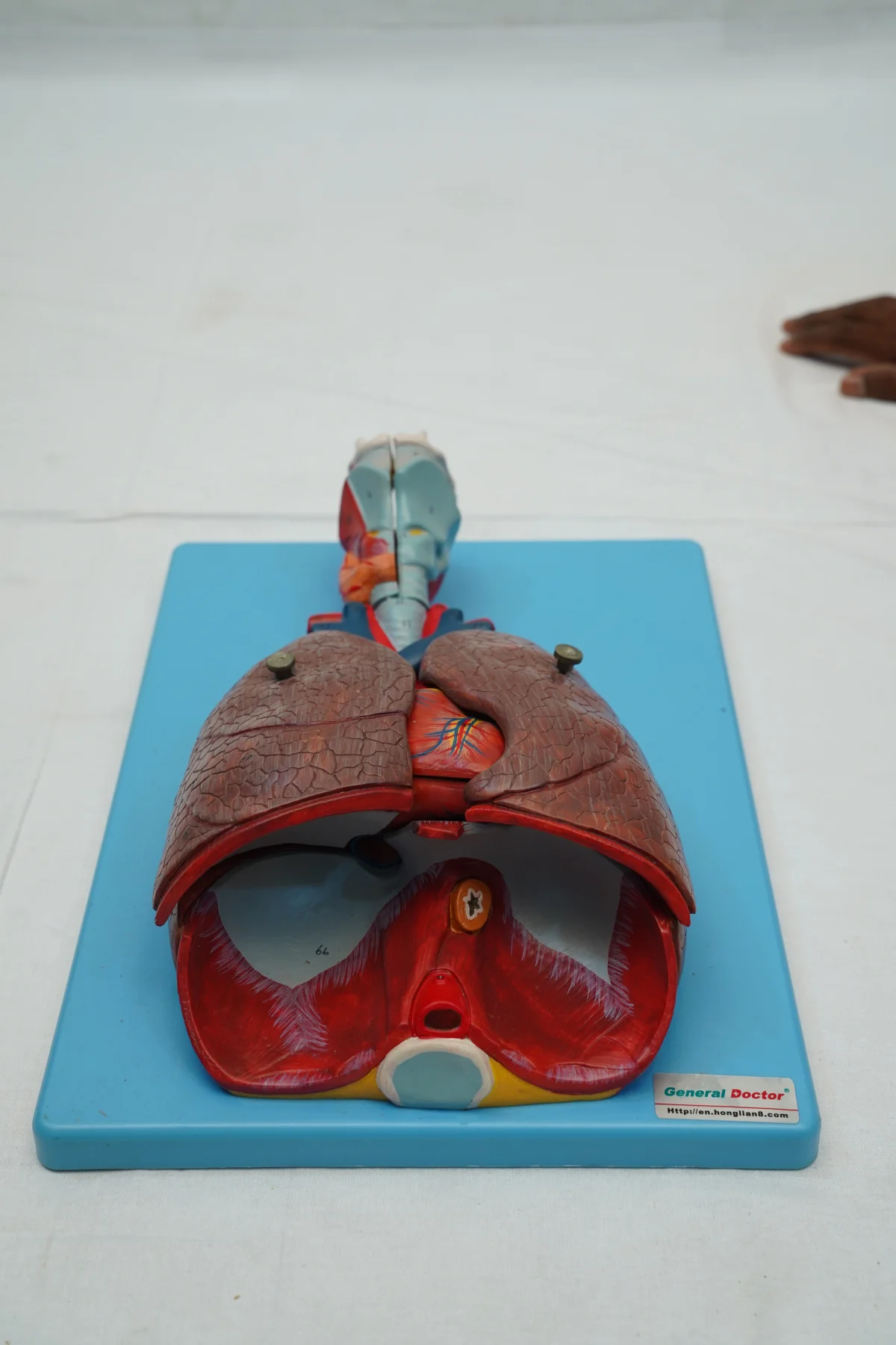 Respiratory System Model 7 Parts thumbnail 2