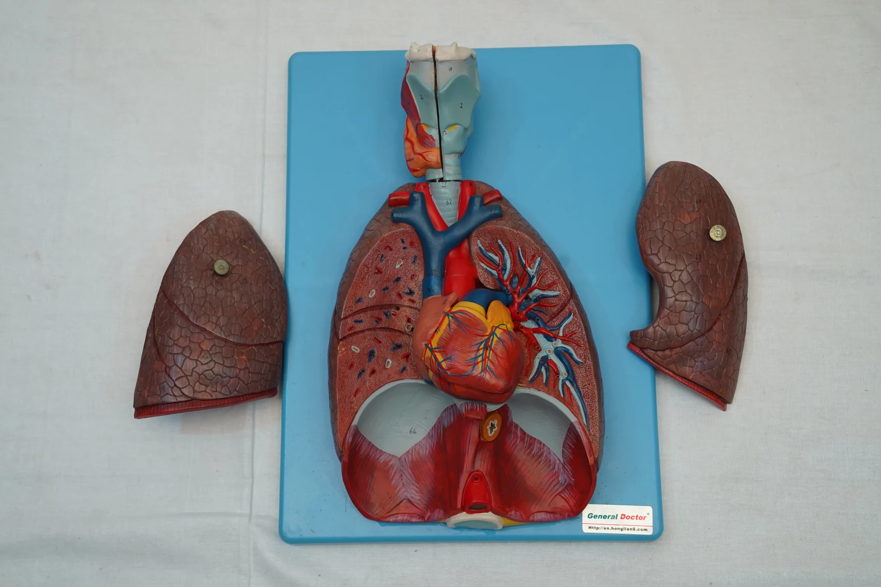Respiratory System Model 7 Parts thumbnail 3