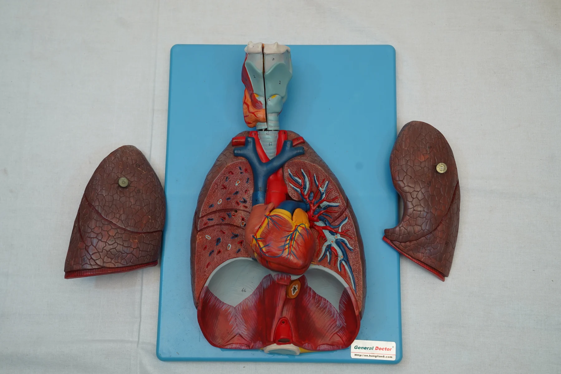 Respiratory System Model 7 Parts thumbnail 4